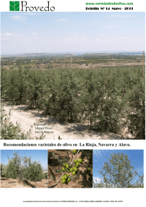 Recomendaciones varietales de olivo en La Rioja, Navarra y Alava.