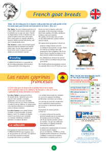Las razas caprinas francesas French goat breeds