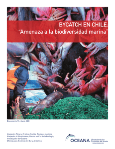 BYCATCH EN CHILE: “Amenaza a la biodiversidad marina”