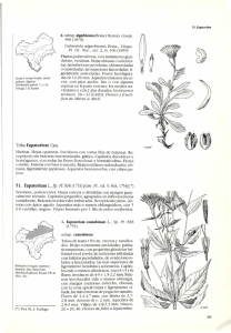 Tribu Eupatorieae Cass. 51. Eupatorium L, Sp. Pl. 836 (1753) [Gen