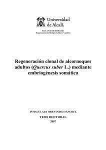 Regeneración clonal de alcornoques adultos (Quercus suber L