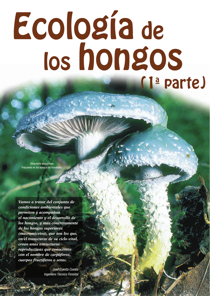 ECOLOGÍA DE LOS HONGOS 1ª Parte