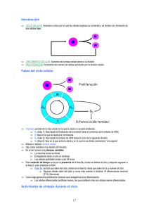 17 Introducción Fases del ciclo celular Actividades de síntesis