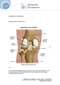 LIGAMENTOS CRUZADOS Ligamentos de la rodilla( Fig.1) La