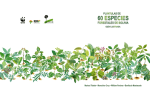 Plantulas de 60 especies forestales de Bolivia: guia Ilustrada