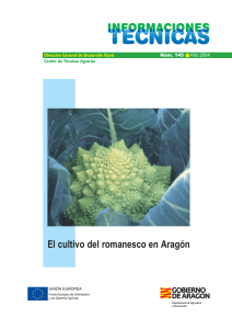 El cultivo del romanesco en Aragón