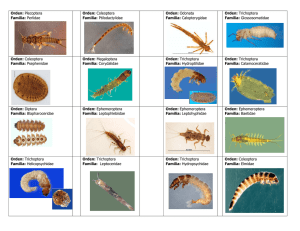 Orden: Plecoptera Familia: Perlidae Orden: Coleoptera Familia