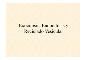 Clase Exocitosis