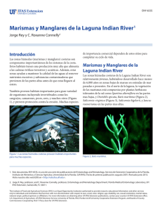 Marismas y Manglares de la Laguna Indian River1