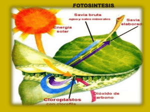 5- Fotosíntesis