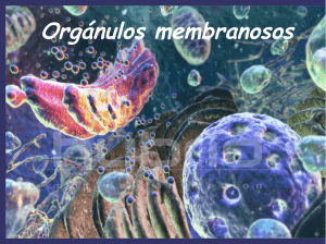 Orgánulos membranosos