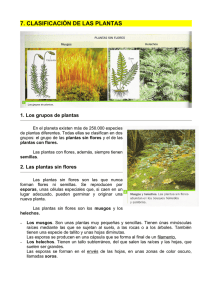 7. clasificación de las plantas