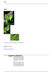 TEPA Descripción Laureliopsis philippiana