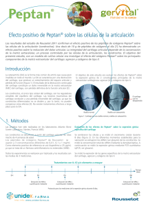 Efecto positivo de Peptan® sobre las células de la - Unidex