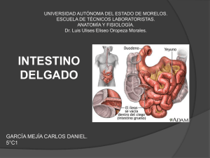 ¿qué es el intestino delgado?