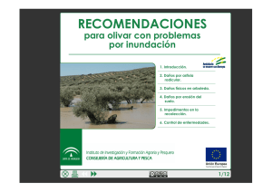 Recomendacion olivar inundacion