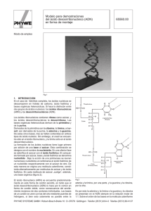 Modelo para demostraciones del ácido desoxirribonucleico (ADN