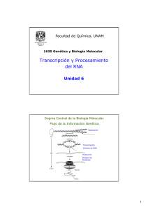 Transcripción y Procesamiento del RNA