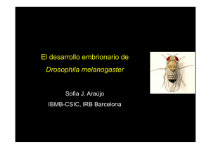 El desarrollo embrionario de Drosophila melanogaster