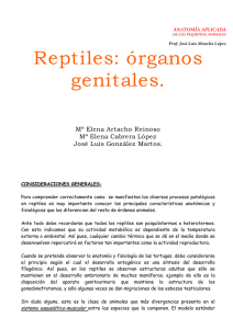 Reptiles: órganos genitales.