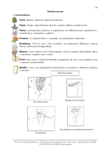 Familia: Phytolacaceae