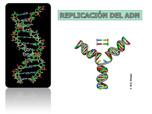Las ADN polimerasas añaden dNTPs complementarios al molde de