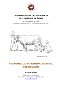 Anatomia podal bovina RR 2006