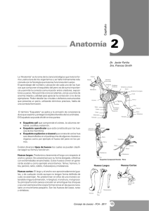 Anatomía - Magazine Canino