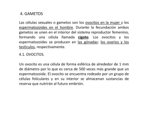 4. GAMETOS