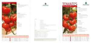 CEDRAL SPRIGEL STRABO BERRENDO Tomates Indeterminados