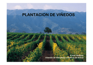 Plantación de viñedos