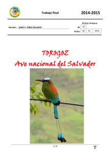 TOROGOZ Ave nacional del Salvador