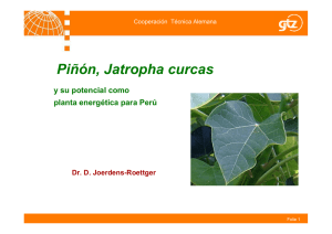 Piñón, Jatropha curcas