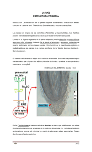 la raíz estructura primaria - Anatomía de Espermatófitas