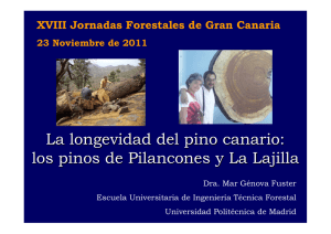 La longevidad del pino canario: los pinos de Pilancones y La Lajilla