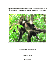 Monitoreo poblacional de mono araña (Ateles geoffroyi) en el Área