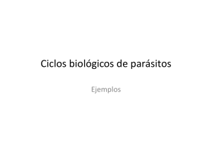 Ciclos biológicos de parásitos