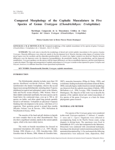 Compared Morphology of the Cephalic Musculature in Five