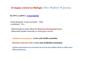 El dogma central en Biología: DNA →mRNA → proteina