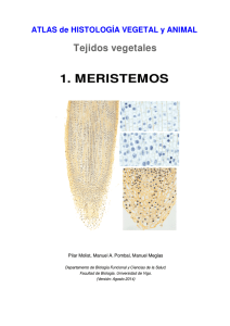 1 . meristemos - Atlas de Histología Vegetal y Animal
