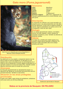 Gato moro (Puma jaguaroundi)