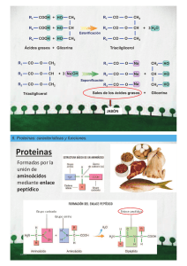 Proteinas, biocatalizadores y ácidos nucleicos