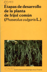 Phaseolus vulgaris L.