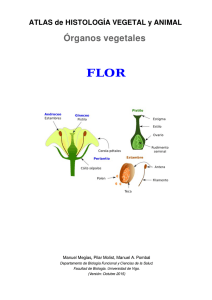 Descargar la flor en pdf - Atlas de Histología Vegetal y Animal