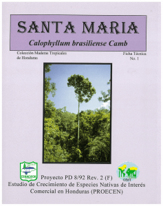Santa Maria, Callophyllum brasiliense Camb