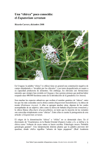 Una “chirca” poco conocida: el Eupatorium serratum