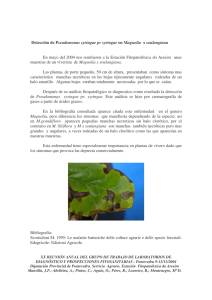 Detección de Pseudomonas syringae pv syringae en Magnolia x