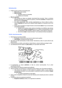 Transmisión sináptica neuromuscular.