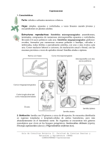 Cupressaceae  - Facultad de Ciencias Exactas y Naturales y