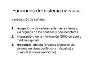 Células del sistema nervioso: neurona, glía. Interacción neuroglial